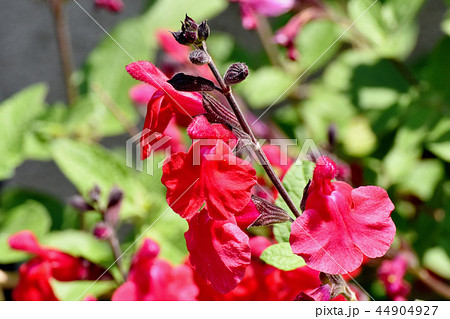 三鷹中原に咲くサルビアミクロフィラの写真素材