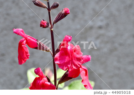 三鷹中原に咲くサルビアミクロフィラ 三鷹中原に咲くサルビアミクロフィラ 44905018