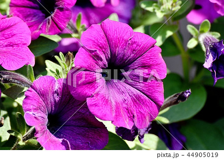 三鷹中原に咲く赤紫色のペチュニア 三鷹中原に咲く赤紫色のペチュニア 44905019