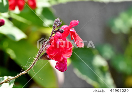 三鷹中原に咲くサルビアミクロフィラ 44905020