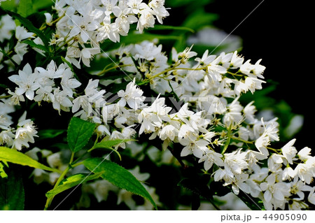 三鷹中原に咲くウツギ 三鷹中原に咲くウツギ 44905090