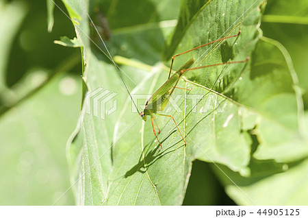 ツユムシ 44905125