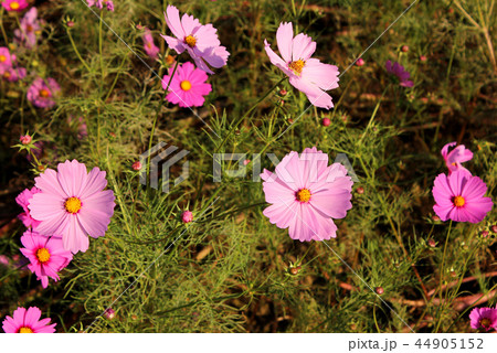 秋の陽射しに輝くコスモスの花びら(1) 44905152