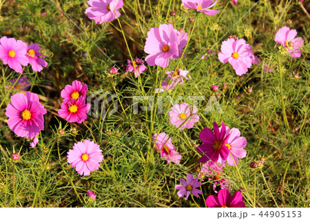秋の陽射しに輝くコスモスの花びら(2) 44905153