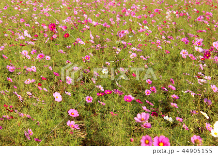 見頃のピークを迎えた荒川河川敷のコスモス(2) 44905155