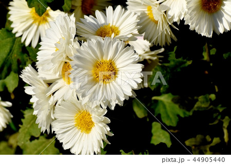 三鷹中原に咲くスプレーギク 44905440