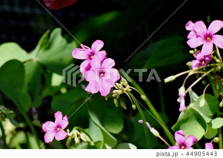 三鷹中原に咲くイモカタバミ 44905443