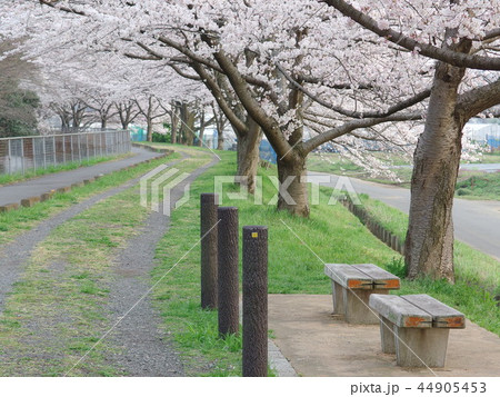 さいたま市の桜回廊2018 満開 さいたま市の桜回廊2018 満開 44905453