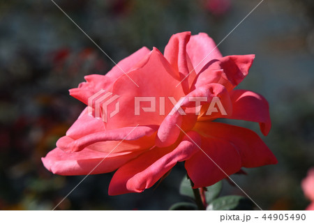 バラ（カトリーヌ・ドゥヌーブ） 44905490