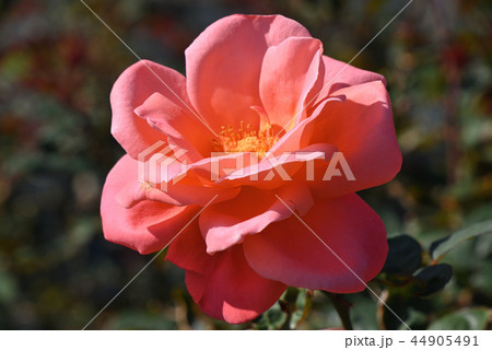 バラ（カトリーヌ・ドゥヌーブ） 44905491