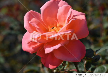 バラ（カトリーヌ・ドゥヌーブ） 44905492