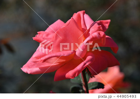 バラ（カトリーヌ・ドゥヌーブ） 44905493