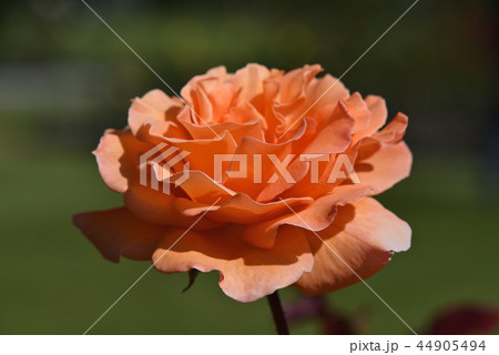 バラ（ドリス・タイスターマン） 44905494