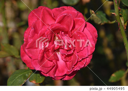 バラ（ファースト・ブラッシュ） 44905495