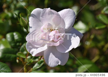 バラ(エルフ) バラ(エルフ) 44905496