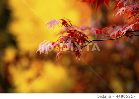 紅葉 葉 秋 44905517