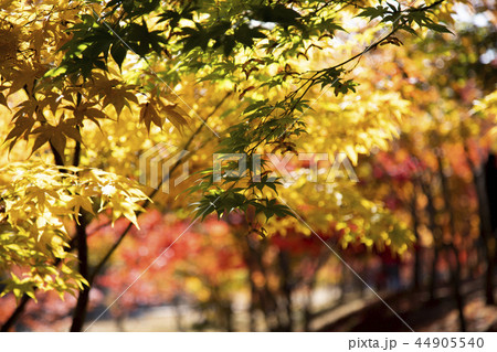紅葉 カエデの葉 葉 44905540