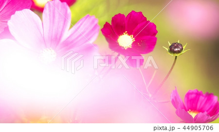 滝野すずらん公園のコスモス 44905706