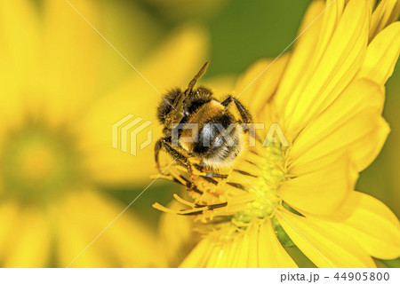 buff-tailed bumblebee on compass flower 44905800