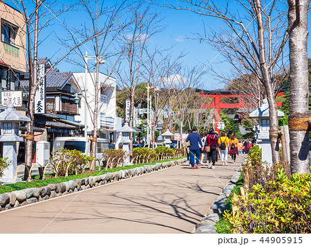 鎌倉 若宮大路 段葛 鎌倉 若宮大路 段葛 44905915