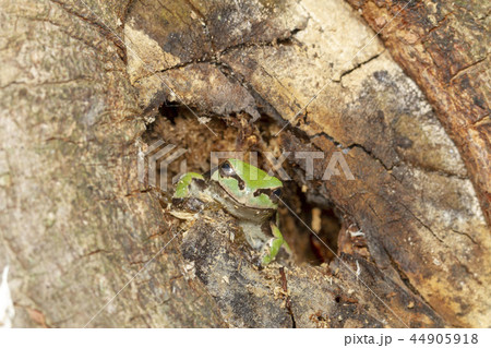 アマガエル 44905918