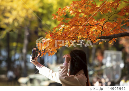 紅葉 カエデの葉 葉 44905942