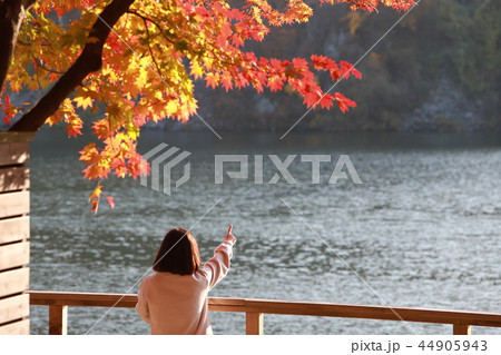 紅葉 カエデの葉 葉 44905943