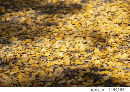 紅葉 葉 秋 44905944