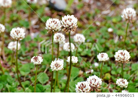 三鷹中原に咲く白クローバーの花 44906015