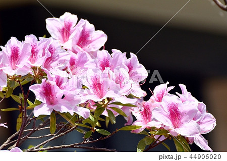 三鷹中原に咲くヒラドツツジ 44906020