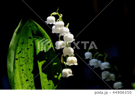 三鷹中原に咲くスズラン 44906350