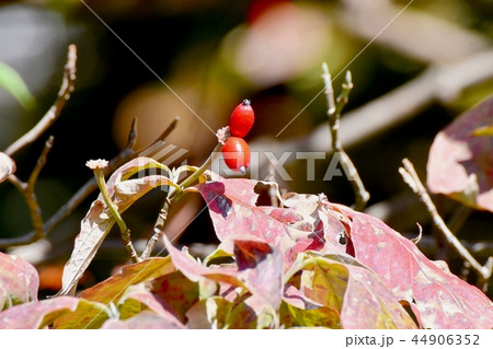 三鷹中原になるハナミズキの実 44906352
