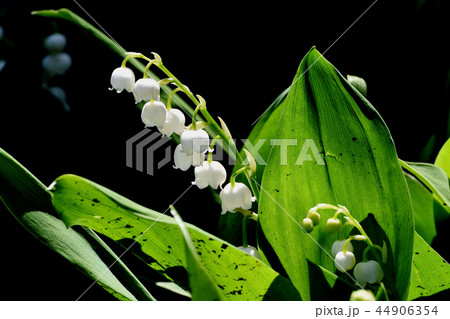 三鷹中原に咲くスズラン 44906354