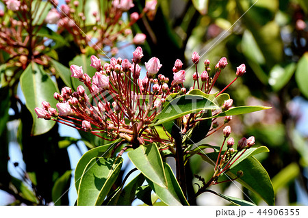 三鷹中原に咲くカルミア（アメリカシャクナゲ）のつぼみ 44906355