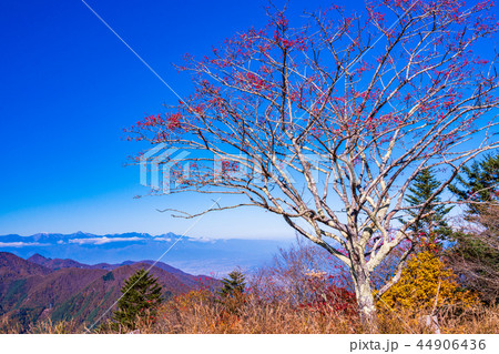 （山梨県）紅葉の三ツ峠山から望む南アルプス連峰 44906436
