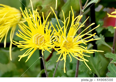 三鷹中原に咲く黄色いサガギク 44906500