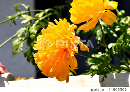 三鷹中原に咲くキンセンカ 44906501