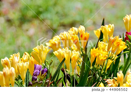 三鷹中原に咲くフリージア 44906502