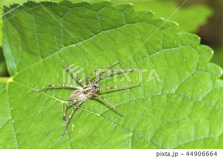 クモ 44906664