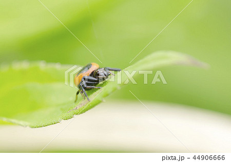 クモ クモ 44906666