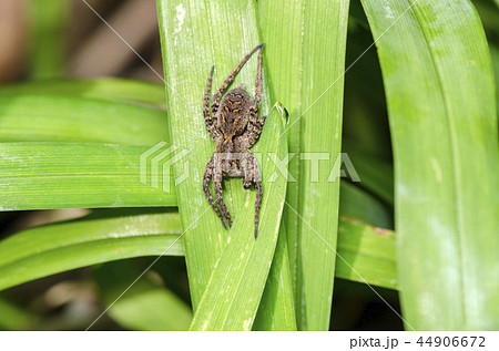 クモ クモ 44906672