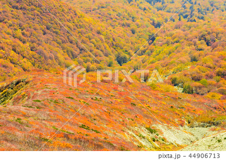 栗駒山の紅葉 44906713