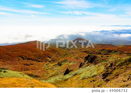 栗駒山の紅葉 44906732