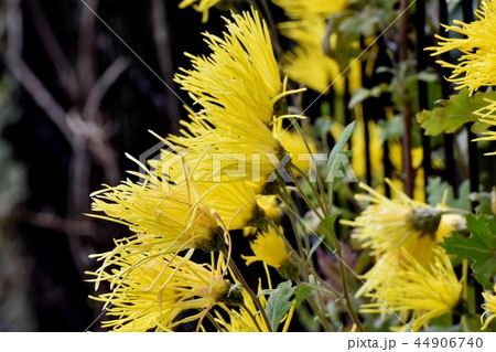 三鷹中原に咲く黄色いサガギク 44906740