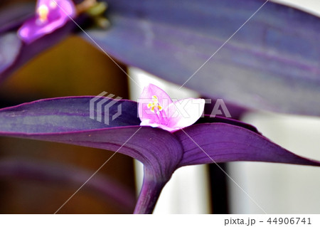 三鷹中原に咲くムラサキゴテン 44906741