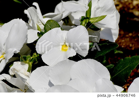 三鷹中原に咲く青紫色のビオラ 44906746