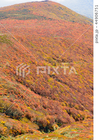 栗駒山の紅葉 栗駒山の紅葉 44906751