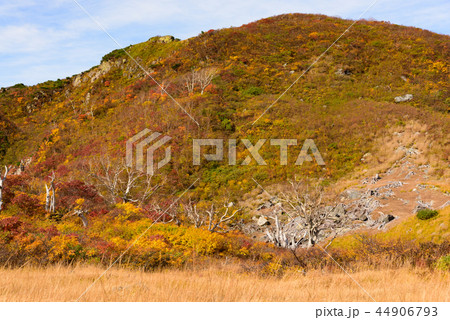 栗駒山の紅葉 44906793