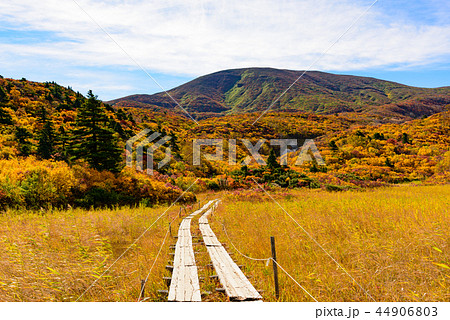 栗駒山の紅葉 44906803