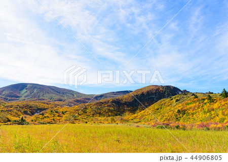 栗駒山の紅葉 44906805